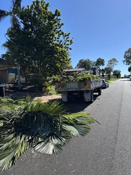 Tree removal in progress